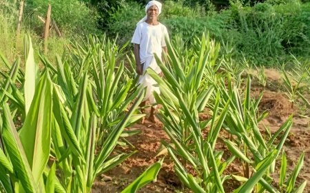 ବିକଳ୍ପ କୃଷିଳ ସନ୍ଧାନରେ କନ୍ଧମାଳ, ଆଶା ସଂଚାର କରିଛି କଳା ହଳଦୀ, ଗହମ,ଧାନ
