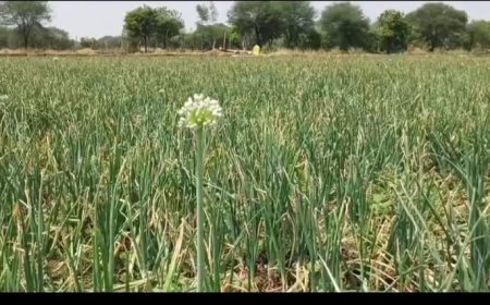 ଅଭାବୀ ବିକ୍ରିର ଶିକାର୍ କଳାହାଣ୍ଡି ଜିଲ୍ଲାର ପିଆଜ ଚାଷୀ