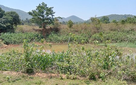 ନିଲାମ ଦେଉଛନ୍ତି ହେଲେ ପଙ୍କ ଉଦ୍ଧାର ହେଉନି କି ସଫା କରାଯାଉନି ।