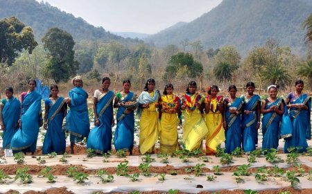 ରାଷ୍ଟ୍ରପତି ପୁରସ୍କୃତ ଷ୍ଟ୍ରେବେରୀ ଚାଷୀକୁ ଭୁଲିଗଲା ପ୍ରଶାସନ ଯୋଗାଇ ଦେଉନାହିଁ ଚାରା ଋଣ ବୋଝରେ ସ୍ୱୟଂ ସହାୟକ ଗୋଷ୍ଠୀର ଆଦିମ ଜନଜାତି ମହିଳା l