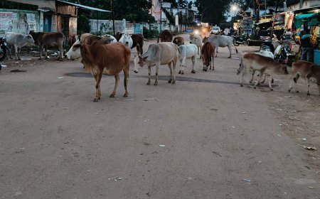 ମୁଖ୍ୟ ରାସ୍ତାରେ ଗାଇଗୋରୁ,ଦୁର୍ଘଟଣା ଆଶଙ୍କା।