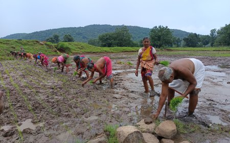 ଅବସର ପରେ ଚାଷ କାମକୁ ଆପଣେଇ ନେଇଛନ୍ତି ଫୁଲବାଣୀ ର ପୁର୍ବତନ ବିଧାୟକ ଅଙ୍ଗଦ କହଁର I