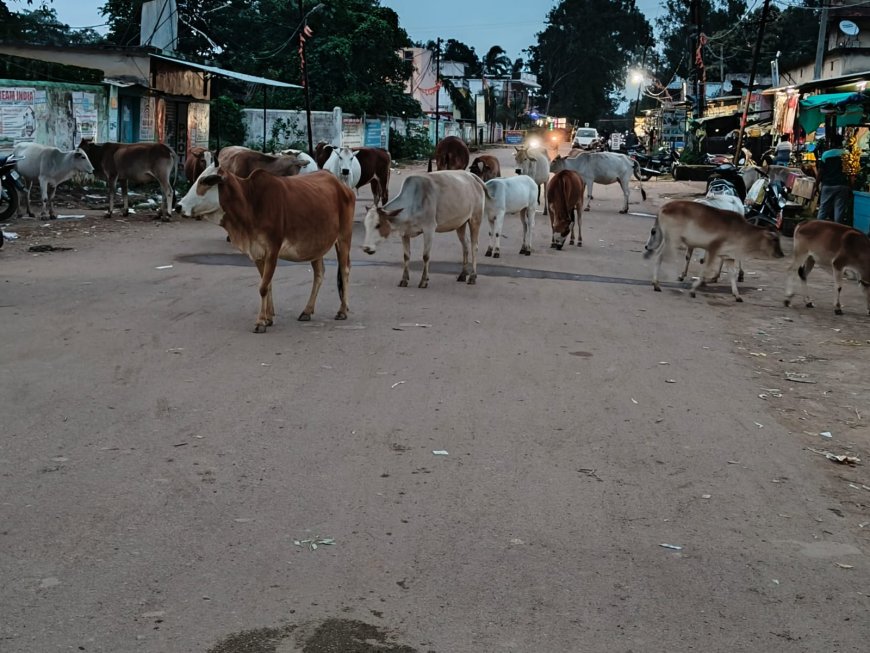 ମୁଖ୍ୟ ରାସ୍ତାରେ ଗାଇଗୋରୁ,ଦୁର୍ଘଟଣା ଆଶଙ୍କା।