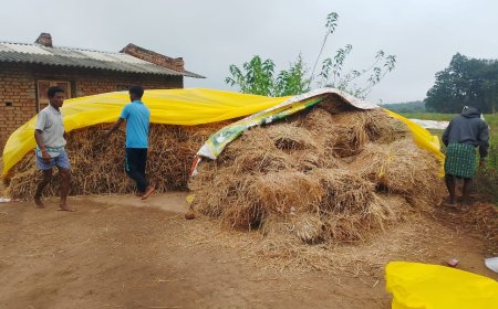 ଡରାଉଛି ମୋନ୍ଥା,ଚିନ୍ତାରେ ମକା ଓ ଧାନ ଚାଷୀ।