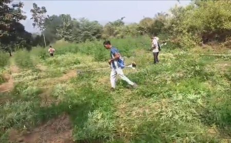 ଫିରିଙ୍ଗିଆ ପୋଲିସ୍  ପୁଣି କାଟିଲା ୧୩୬ ଏକର ଜଙ୍ଗଲ ଜମିରେ ଚାଷ ହୋଇଥିବା ଗଞ୍ଜେଇ ଗଛ I