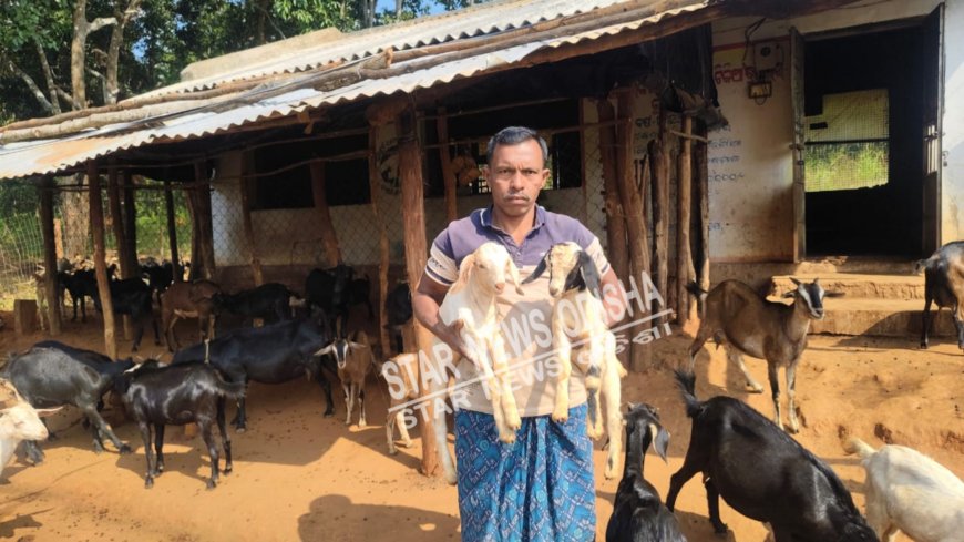 ଛେଳିଚାଷ ରୁ ସ୍ୱାବଲମ୍ବୀ ଜିତେନ୍ଦ୍ର କହଁର ।ବାର୍ଷିକ ଆୟ ୩ ଲକ୍ଷରୁ ଉର୍ଦ୍ଧ ।