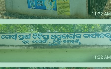 ସବ୍‌ସିଡି ମିଳିଲା, ବନ୍ଦ ହୋଇଗଲା କୁକୁଡ଼ା ଫାର୍ମ! କେସିଙ୍ଗା ବ୍ଲକରେ କୋଟି କୋଟି ଟଙ୍କାର କୁକୁଡ଼ା ଚାଷ ପ୍ରକଳ୍ପ ଫେଲ୍‌, ଅର୍ଥ ଆତ୍ମସାତ୍‌ ଅଭିଯୋଗ