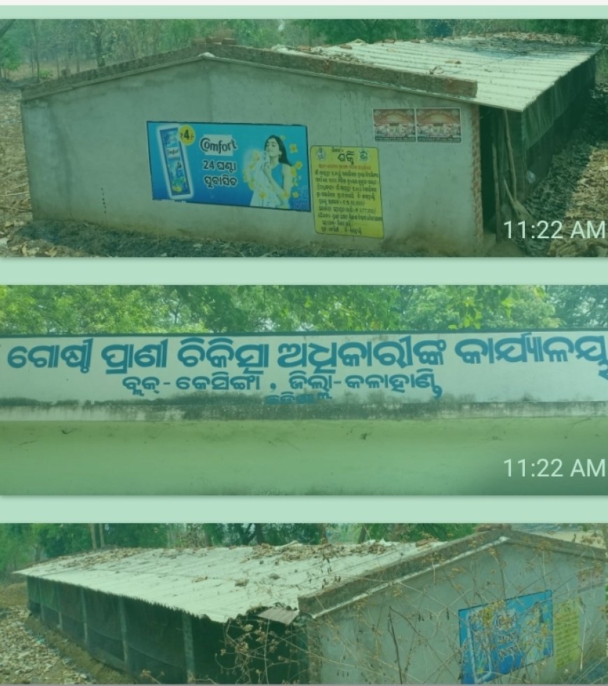 ସବ୍‌ସିଡି ମିଳିଲା, ବନ୍ଦ ହୋଇଗଲା କୁକୁଡ଼ା ଫାର୍ମ! କେସିଙ୍ଗା ବ୍ଲକରେ କୋଟି କୋଟି ଟଙ୍କାର କୁକୁଡ଼ା ଚାଷ ପ୍ରକଳ୍ପ ଫେଲ୍‌, ଅର୍ଥ ଆତ୍ମସାତ୍‌ ଅଭିଯୋଗ