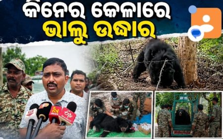 ତାର ବାଡ଼ରେ ଫସିଲା ବନ୍ୟ ଭାଲୁ, ଟ୍ରାଙ୍କୁଲାଇଜ୍ କରି ସୁରକ୍ଷିତ ଉଦ୍ଧାର କଲା ବନ ବିଭାଗ