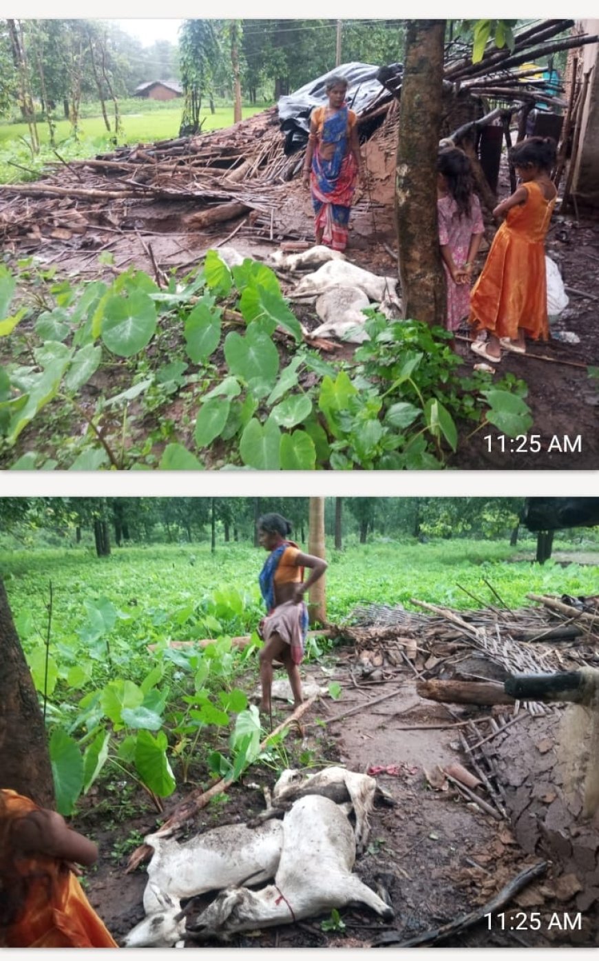 ଲଘୁଚାପ ଜନିତ ବର୍ଷାରେ ଗୁହାଳ ଭାଙ୍ଗି ୪ ଛେଳି ମୃତ, ଚାଷୀ ହତାଶ; ପ୍ରଶାସନର ଅବହେଳା ଅଭିଯୋଗ